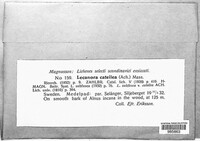Image of Lecanora cateilea